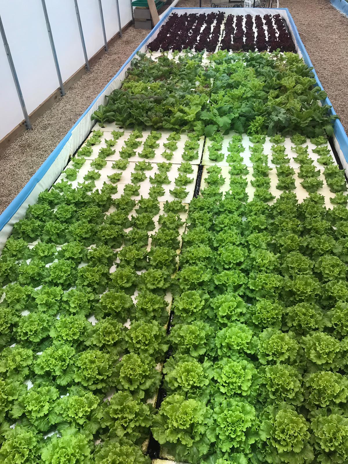 Aquaponics