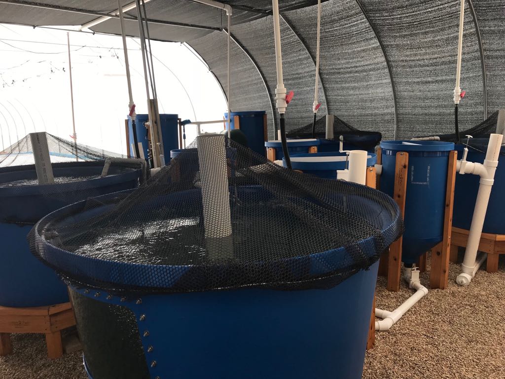 Aquaponics